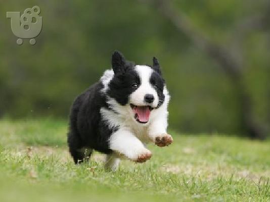 PoulaTo: Male and female border collie puppies for sale